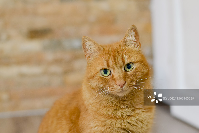 橙色虎斑猫的肖像，猫坐在地板上的肖像，塞尔维亚图片素材