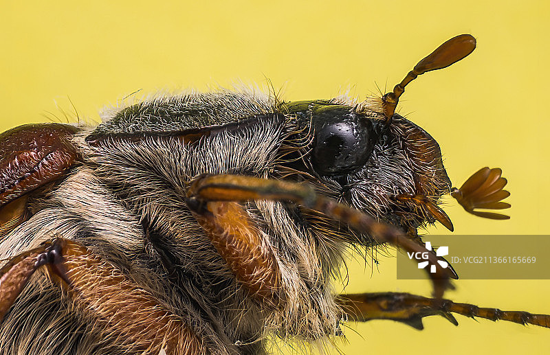 黄色花朵上的昆虫特写图片素材