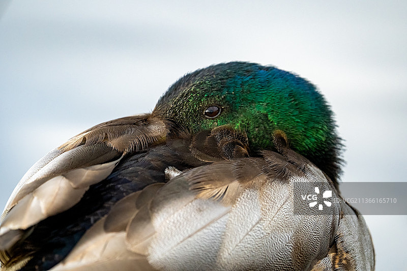 天空背景下的鸭子特写图片素材
