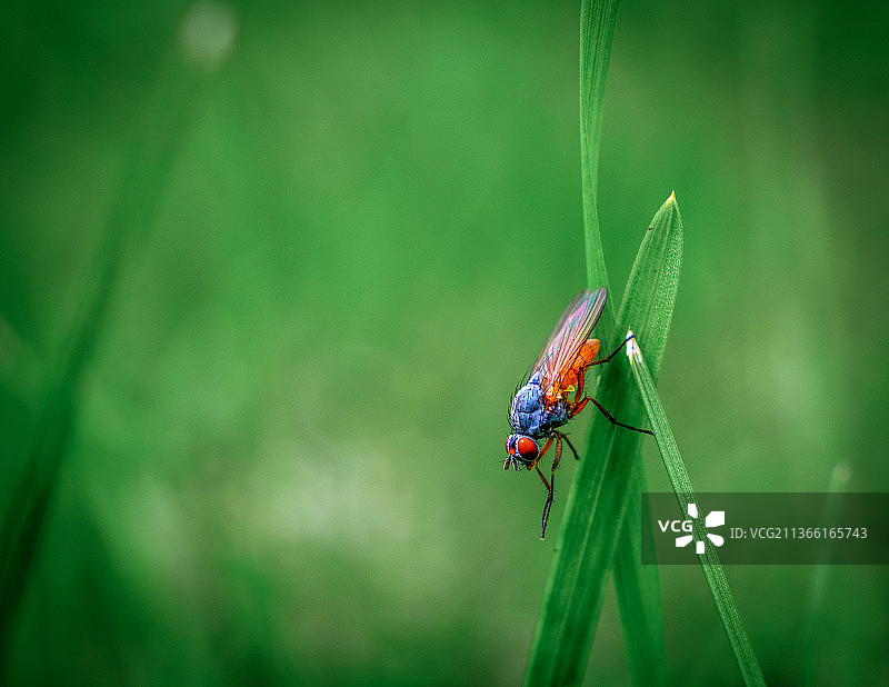 蜻蜓在植物上的特写图片素材