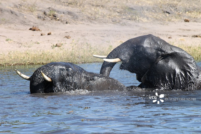 博茨瓦纳卡科阿卡：湖中游泳的非洲象侧视图图片素材