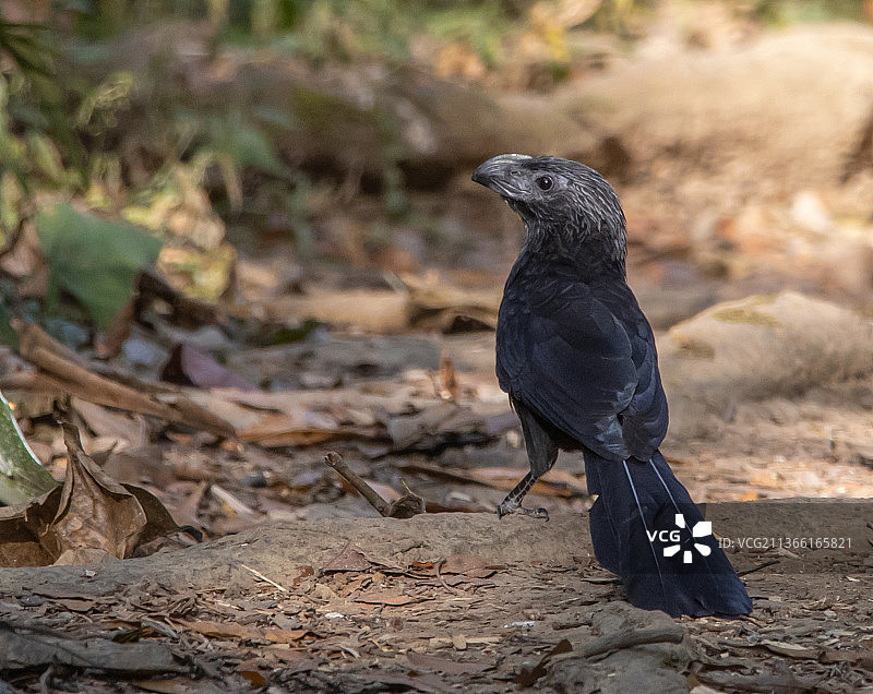 沟嘴犀鹃特写，停留在哥斯达黎加的陆地上图片素材