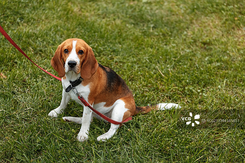 在草坪上休息，比格犬站在草地上的肖像照，俄罗斯图片素材