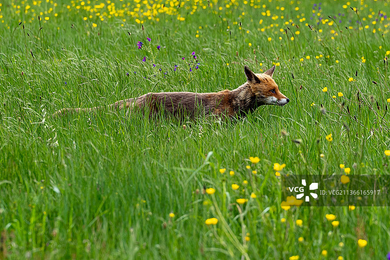 在草地上站立的红狐侧视图，西班牙奥伦塞图片素材