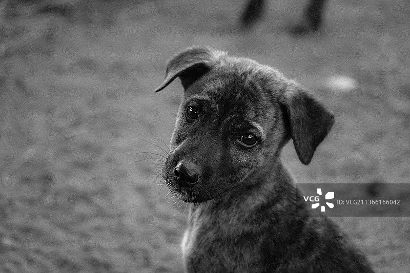 狗的特写肖像图片素材