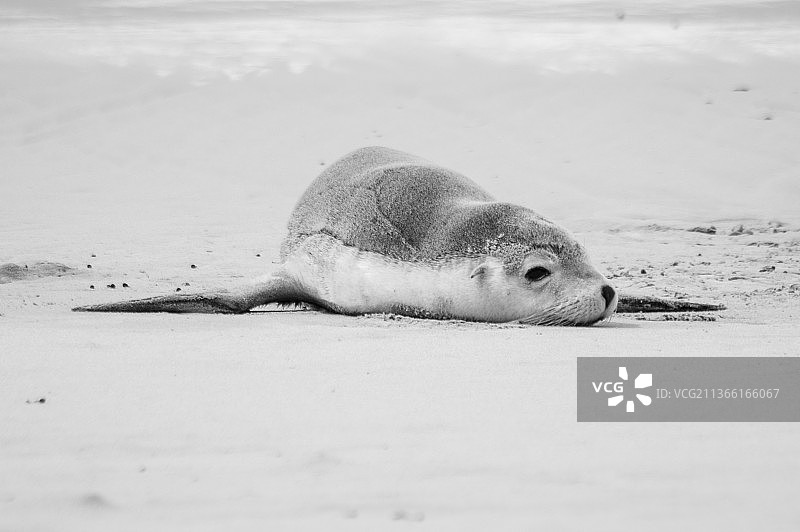 小海豹：在澳大利亚海豹湾保护公园海滩上睡觉的海豹特写图片素材