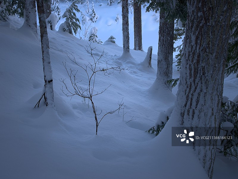 冬季森林：白雪覆盖的田野上的树木图片素材