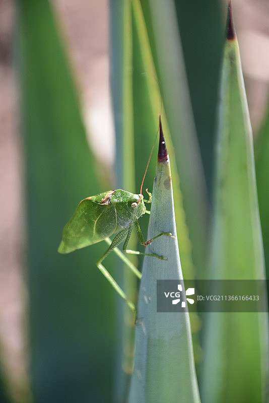 绿叶上的蚱蜢特写图片素材