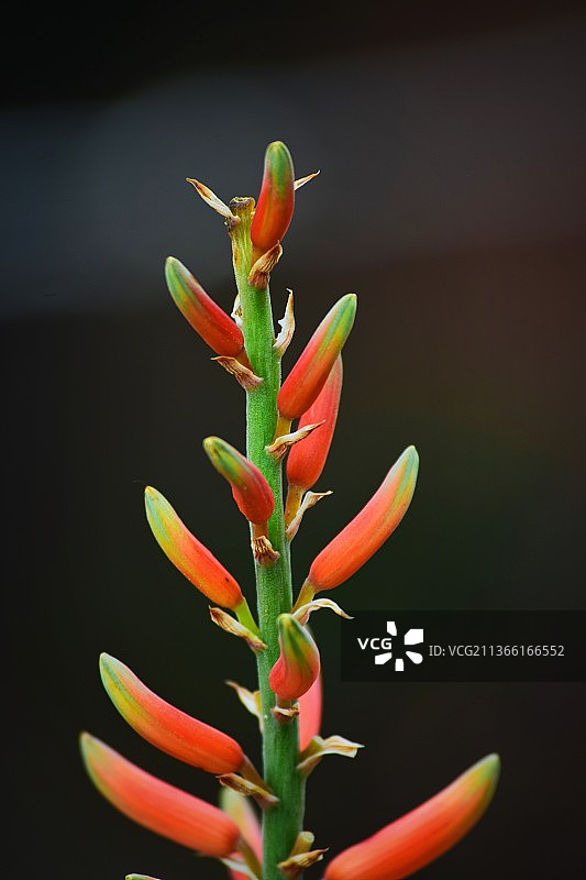芦荟花特写，红色植物花卉图片素材