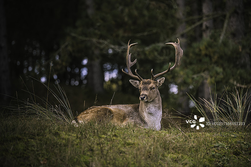 荷兰福尔肯泽，野外自然环境中的鹿图片素材