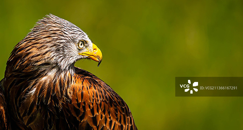 猛禽，鹰的特写，瑞士锡布嫩图片素材