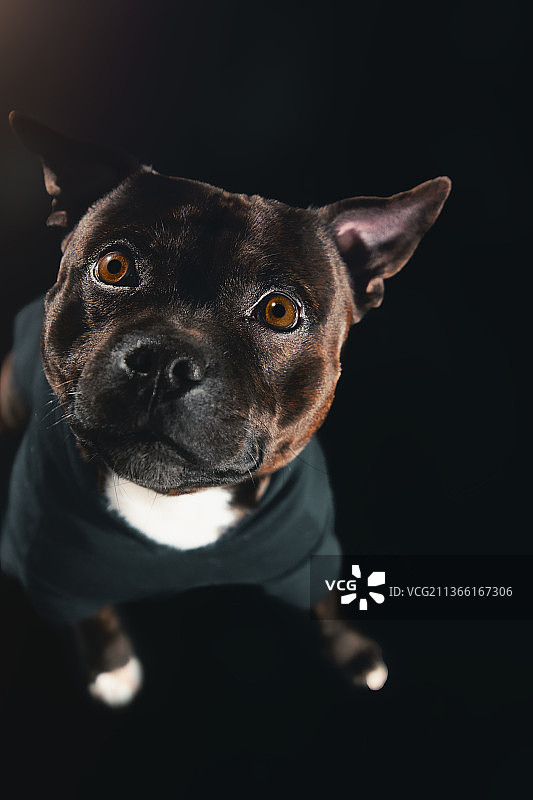 西班牙马德里斯塔福德郡斗牛㹴坐在地板上的高角度写真图片素材