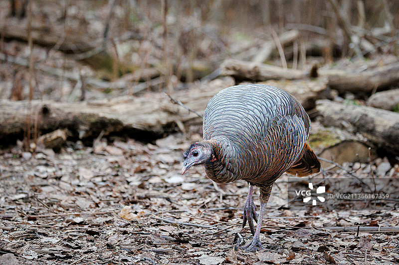 野生火鸡特写，栖息在田野上，加拿大魁北克多瓦尔图片素材