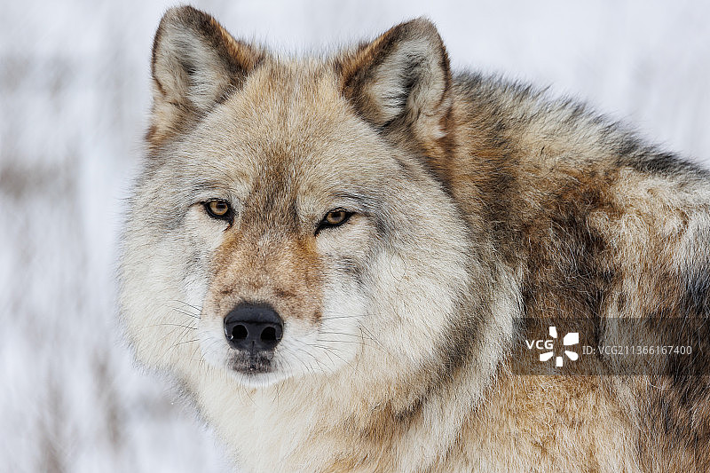 魁北克灰狼特写肖像，加拿大图片素材