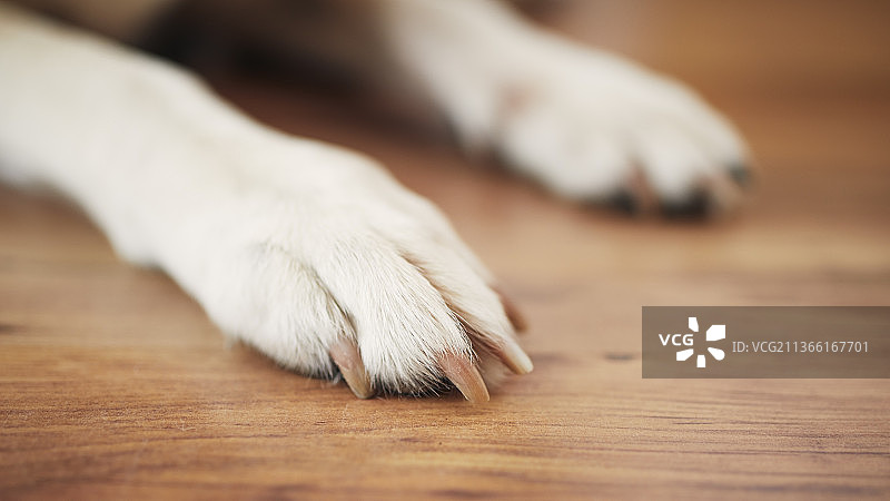 木地板上狗爪特写图片素材