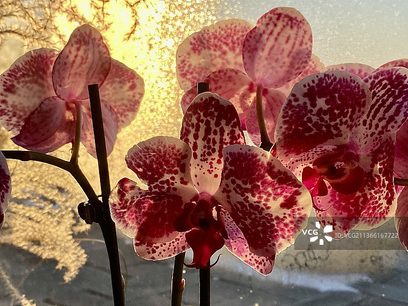 粉色兰花特写，伍德斯托克，纽约，美国图片素材