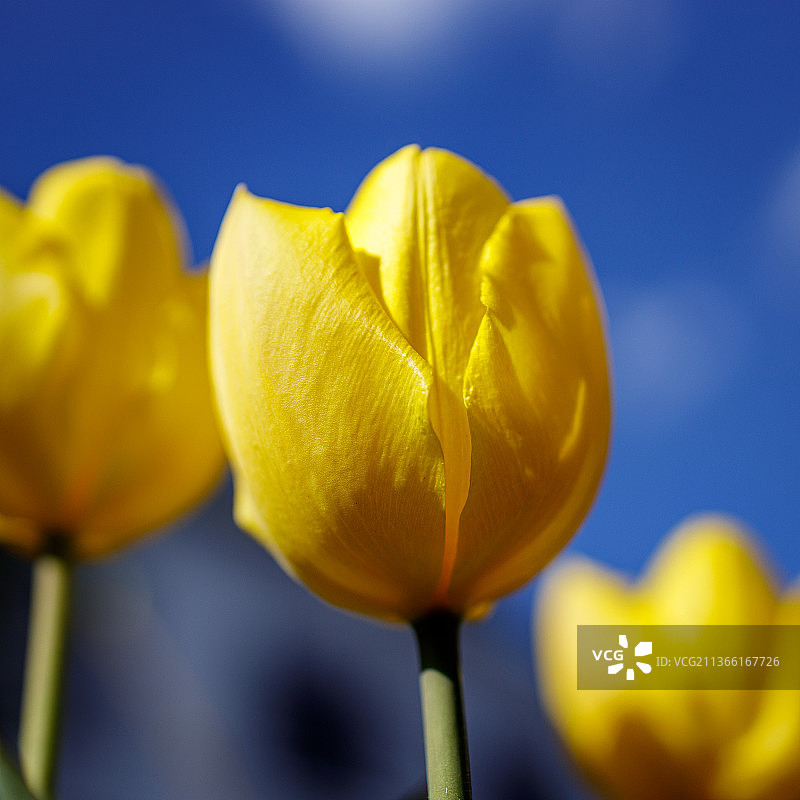 黄色郁金香特写，奥地利格拉茨图片素材