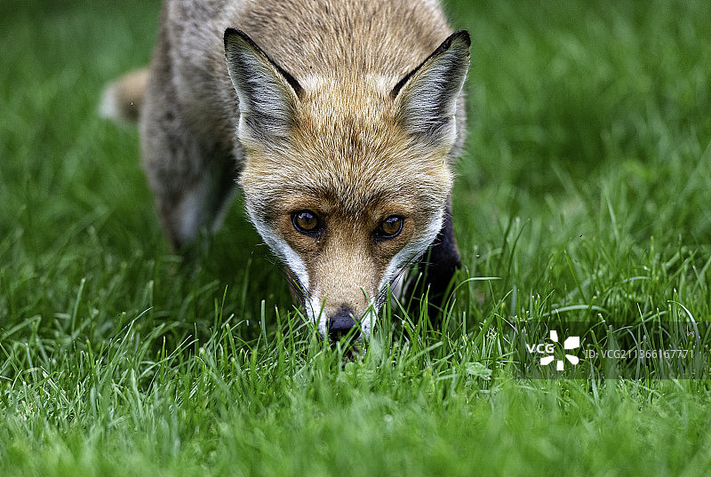 红狐特写 - 英国林菲尔德草地图片素材