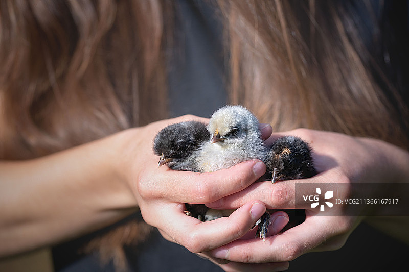 一个人抱着鸡，妇女抱着小鸡的身体中部，南非森图里昂图片素材