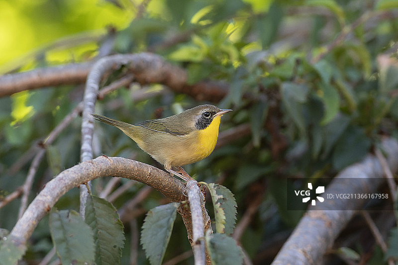 普通黄喉地莺特写，栖息于树枝上，美国密苏里州高岭图片素材