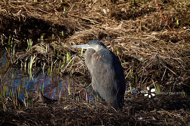 俯视角度拍摄的栖息在草地上的苍鹭图片素材