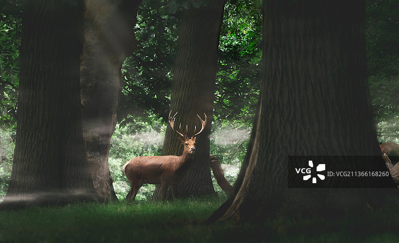 我看到里士满公园里的鹿图片素材