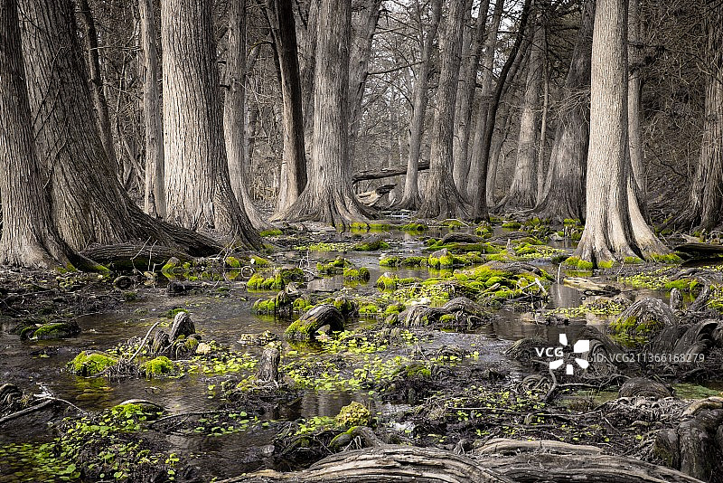 森林中的小溪和树木图片素材