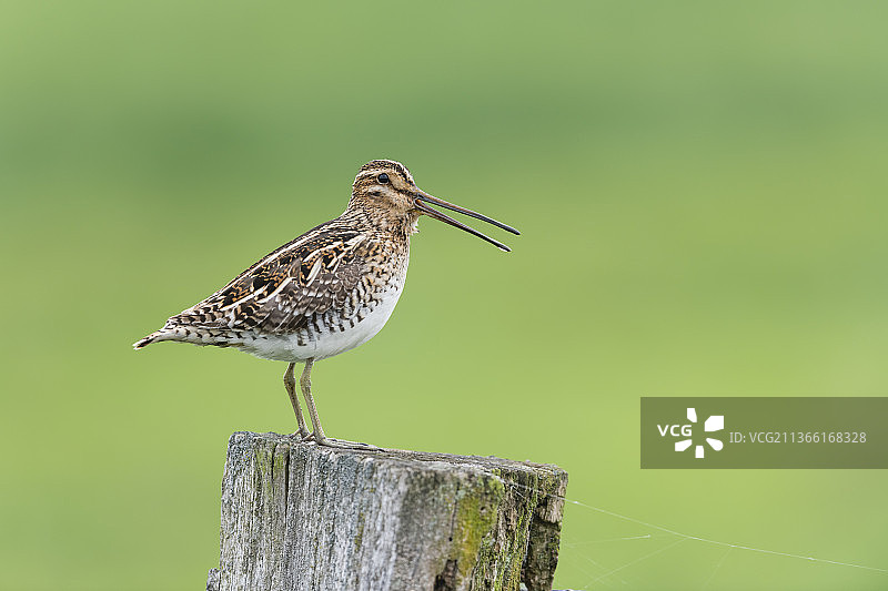 丘鹬栖息在木桩上的特写图片素材