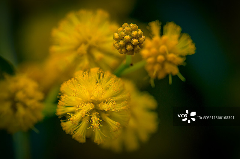 金色金合欢花朵微距特写，澳大利亚新南威尔士州罗兹图片素材