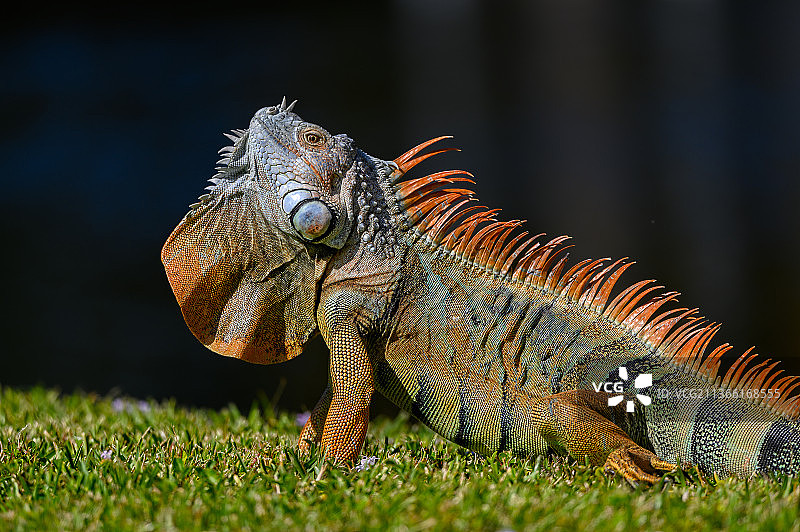 美国佛罗里达州萨尼贝尔岛田野上的绿鬣蜥特写图片素材