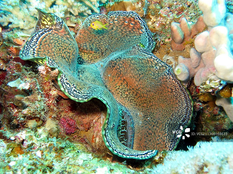 巨型蛤蜊，海洋中珊瑚的特写图片素材