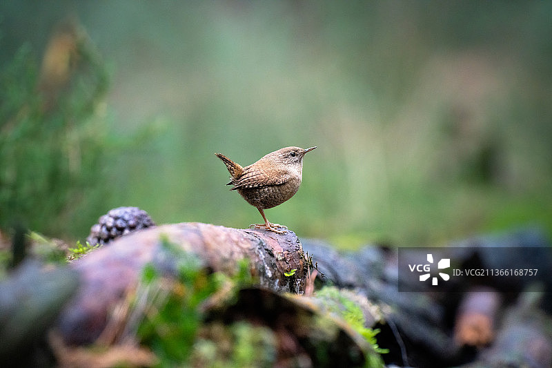 鹪鹩鸟栖息在岩石上的特写图片素材