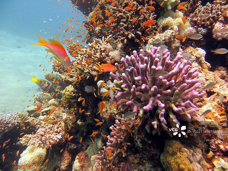 红海硬珊瑚礁，海金鱼在海中游泳的特写图片素材