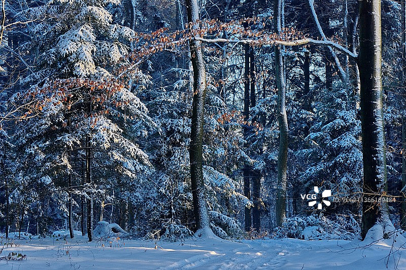 W lesie，波兰雪地上的树木图片素材