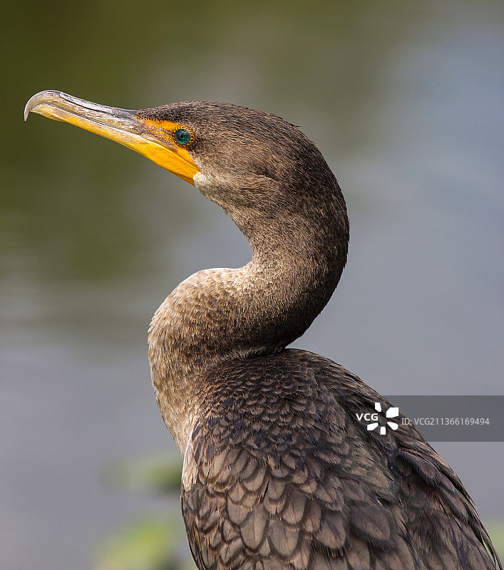 苍鹭的特写图片素材