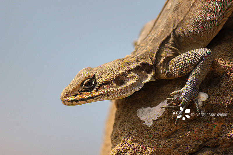 印度岩蜥特写图片素材