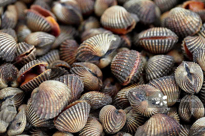 新鲜鸟蛤特写，泰国贝壳全画幅照片图片素材