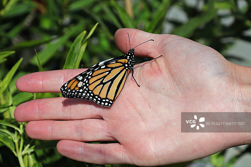 特写：帝王蝶停留在人的手上图片素材