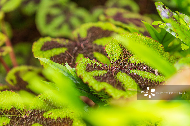 绿色植物的特写图片素材