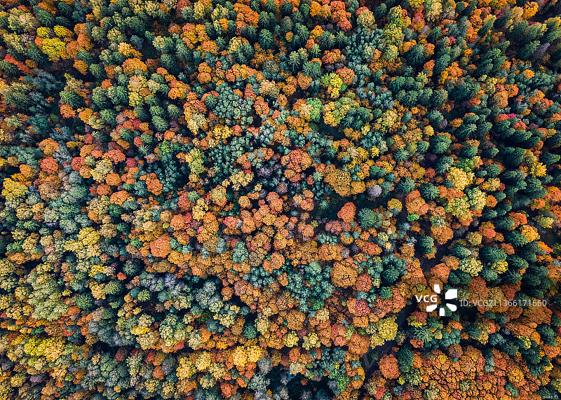 秋季俄罗斯森林树木全景图片素材