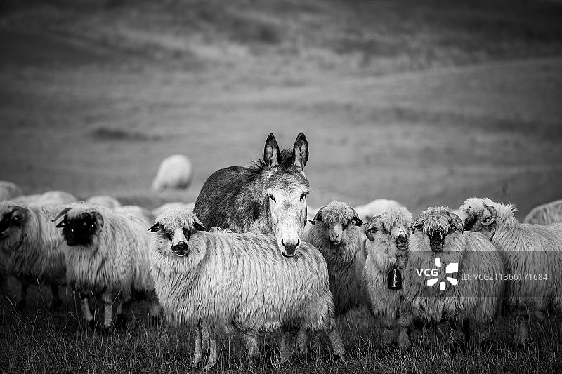 羊群特写，罗马尼亚图片素材