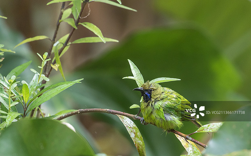 特写：鸣太阳鸟栖息于植物上，喀拉拉邦，印度图片素材