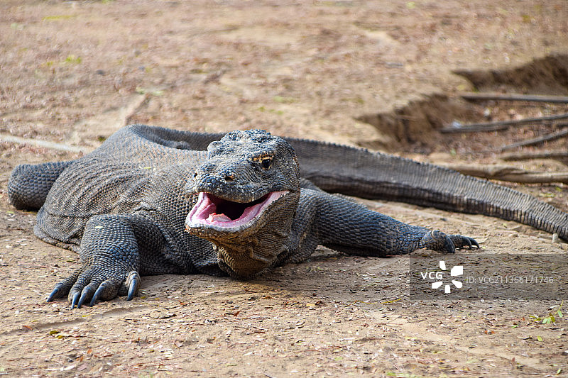 陆地上鬣蜥特写图片素材