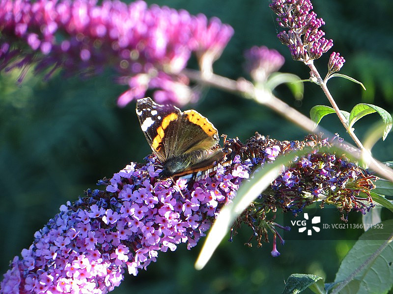 蝴蝶在紫花上授粉的特写图片素材