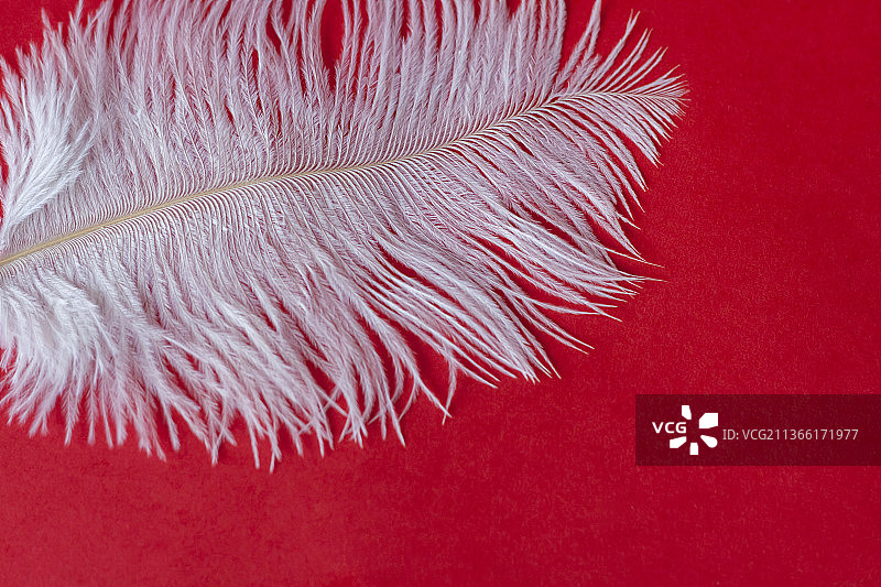 俄罗斯红色背景上的白色大鸵鸟羽毛图片素材