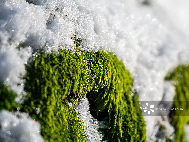 孚日山脉美丽的雪景森林图片素材