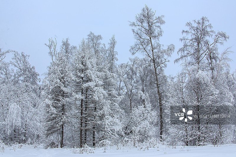 俄罗斯莫斯科雪原上的树木图片素材