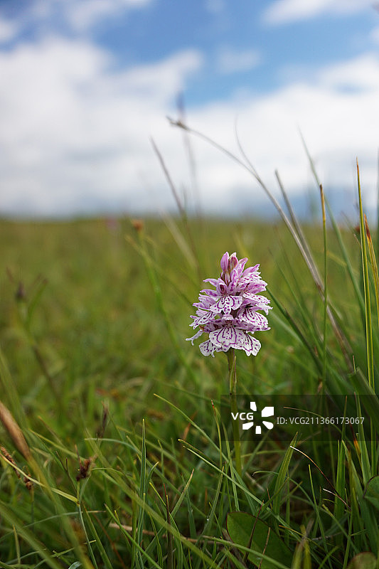 斑点欧石楠兰花，紫色开花植物特写，艾格岛，英国图片素材