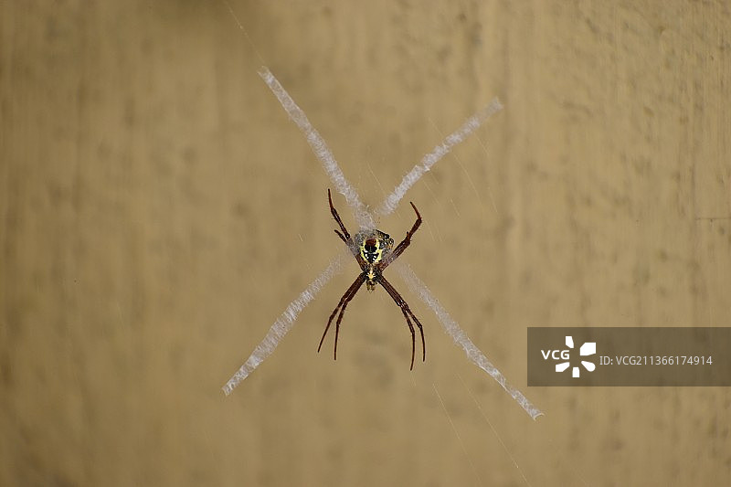 蜘蛛在网上的特写图片素材