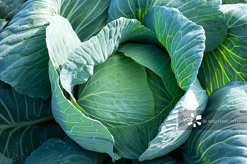 蔬菜园中生长的绿色卷心菜，卡塔尔多哈图片素材